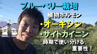 【ブルーベリー】植物ホルモンの優勢時期を使い分ける理由！ [upl. by Lubin]