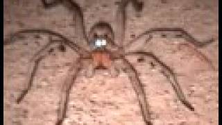 Huge Wolf Spider with Glowing Eyes [upl. by Nore813]