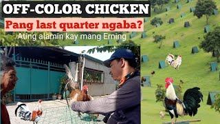 OFF COLOR CHICKEN PANG LAST QUARTER NGABA [upl. by Damle]