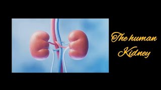 the human kidney fully explain in English like subscriber [upl. by Reifinnej]