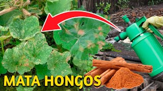 SOLUCIÓN DEFINITIVA a los HONGOS con este FUNGICIDA CASERO para plantas DE CANELA como prepararlo [upl. by Ydac18]