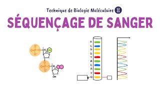 Séquençage de Sanger  Biochimie Facile [upl. by Eelyrag163]