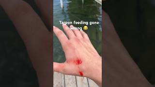 Feeding Tarpon in Florida Keys gone wrong [upl. by Trix]