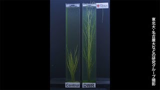 洪水に適応のイネ、水中でも成長できるカギは…… 東北大や名古屋大などのグループが解明 [upl. by Yensehc162]