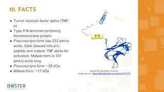 Learn TNF Alpha in 3 minutes  Tumor necrosis factor alpha TNFA [upl. by Lorrin252]