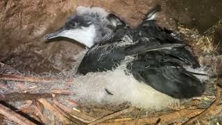 ʻAʻo Chick Preparing to Fledge [upl. by Sinnel692]