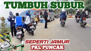 Tumbuh subur seperti jamur  PKL puncak bogor [upl. by Einnor683]