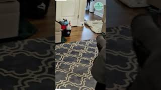 ✅ Rug Cleaning in Westfield NJ  Wool Area Rug [upl. by Cristobal]