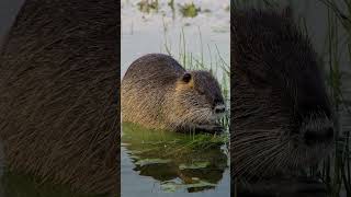 Nutria  The Invasive Rodent Taking Over America’s Wetlands discovery [upl. by Blodgett369]