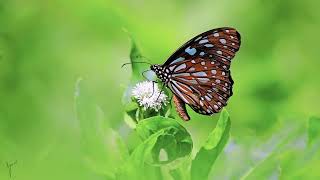 beautiful butterflies 美麗的蝴蝶 butterfly nature flowers insect butterflyphotography 蝴蝶 [upl. by Loomis]