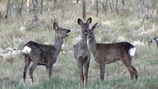 Sådan siger rådyretbarking roe deers [upl. by Boynton]