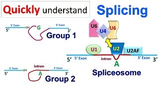 Splicing [upl. by Ahsienot]