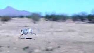 English Pointer Slams Point [upl. by Amolap]