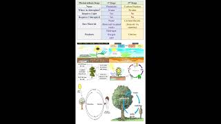 Photosynthesis Stages geneticteacher [upl. by Nydia]