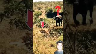 buffalo الاسد السنوريات lion facts bageshar animals bisonfighter funny lionfunnywildbison [upl. by Rochus]