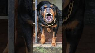 Angry Rottweiler barking at owner rottweiler funnyanimal angry pets angrypet dog angrydog [upl. by Arakat]