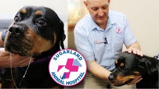 MASTICATORY MYOSITIS IN ROTTWEILERS [upl. by Freed]