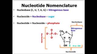 Nomenclature of Nucleotides Made EASY to Understand With Examples [upl. by Dzoba]