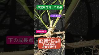 芝刈りすると芝生が濃くなる仕組み、芝刈りしないと疎になる仕組み【葉と茎編】芝生観察7月25日 [upl. by Aire]