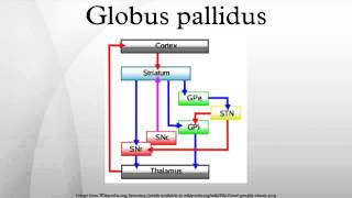 Globus pallidus [upl. by Aleuname721]