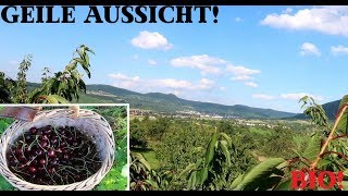 Die GEILSTE AUSSICHT beim Kirschen pflücken  Bio Zertifizierung StreuobstVLOG 36 [upl. by Bruni]