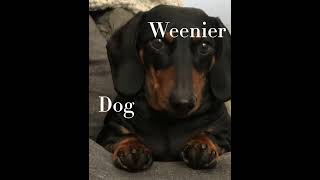 Wiener dog wiener dog how did you get so long [upl. by Leuqcar331]