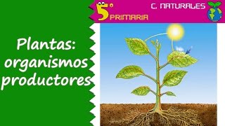 Plantas organismos productores 5º Primaria Tema 6 [upl. by Nettie]