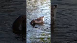 Greylag goose [upl. by Cooperman]