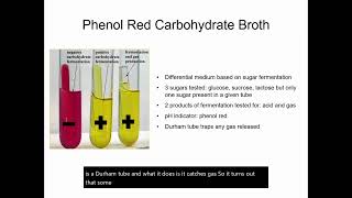 Phenol Red Carbohydrate Broths [upl. by Atnod]