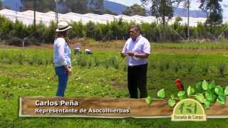 Cultivando aromáticas condimentarias en Escuela de Campo [upl. by Ydnam224]