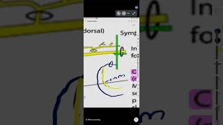 THORAX ANATOMY at Doc Hamza Tahira Academy for FCPS [upl. by Wheeler]