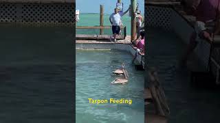 Tarpon Feeding ColmeneroAdventures Tarpon Pelicans Florida FloridaKeys budgettravel travel [upl. by Artined]