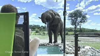 Ongava Tented Camp [upl. by Elie]