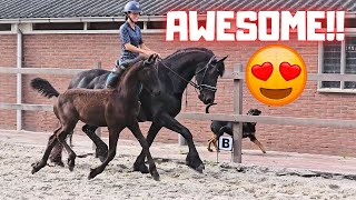 We loved doing this How sweet and beautiful she is  Friesian Horses [upl. by Wallford]