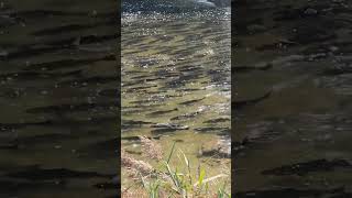 Chinook Salmon in Southern Ontario 5 Sept 2024 [upl. by Kendra]