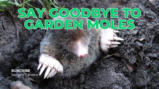 How to Get Rid of Moles in Garden Say Goodbye to Garden Moles [upl. by Redyr228]