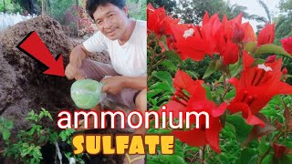 Ammonium sulfate paano gamitin sa mga maliliit na bougainvillea [upl. by Finnigan814]