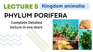 Phylum Porifera kingdom animalia sponges body structure  simple sponge anatomy in Urdu Hindi [upl. by Ilrebma]