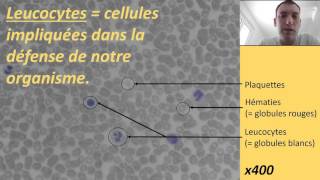 Observation de cellules sanguines au microscope [upl. by Rolyks761]