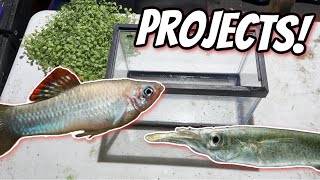 Let’s set up a New Halfbeak Breeding Tank and New DIY Fry tank Unboxing more Fish From Dan’s Fish [upl. by Kolodgie236]