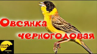 Черноголовая овсянка Описание и факты Emberiza melanocephala Blackheaded [upl. by Doig353]