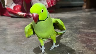 Parrot Talking and Dancing [upl. by Cecilius]