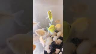 Tetra fish videos 😀💗 [upl. by Kingsbury999]