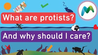 What are protists [upl. by Min]