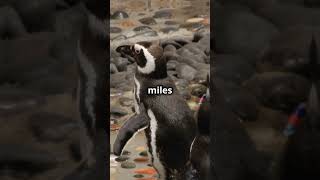 5 Cool Penguin Facts in 30 Seconds [upl. by Faires]