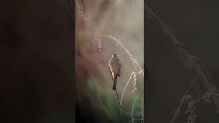 Yellow vented Bulbul subscribe birds nature shortsfeed shorts cambodia wildlife [upl. by Sibyl]