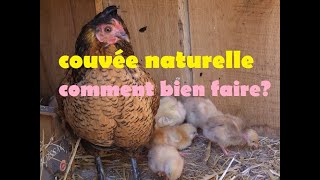 comment avoir des poussins naturels [upl. by Haida]