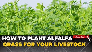 How To Grow Alfalfa Grass For Rabbits Cows sheep and Goats  Growing Lucerne Grass [upl. by Meunier]