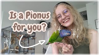 Pionus Parrot Guide and Overview  Everything you need to know UPDATED [upl. by Schreib]