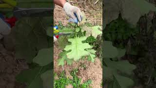 Cutting Papaya Leaves farming satisfying amazing shorts [upl. by Sivatco]